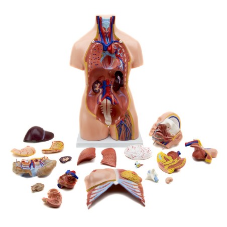 Torso Umano Maschile / Femminile - Altezza 85 cm