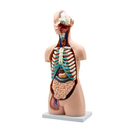 Torso Umano - Assessuato - Torso Aperto