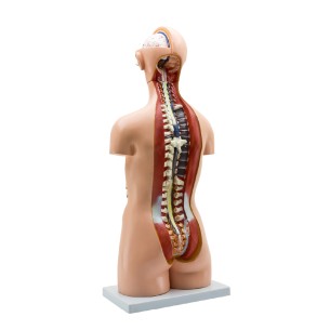 Torso Umano - Assessuato - Torso Aperto 2