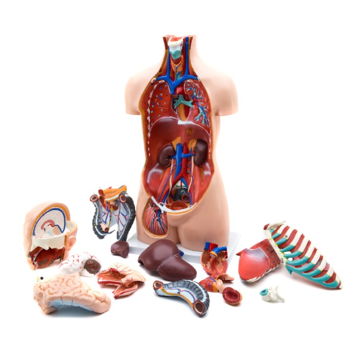 Torso Umano - Assessuato - Torso Aperto