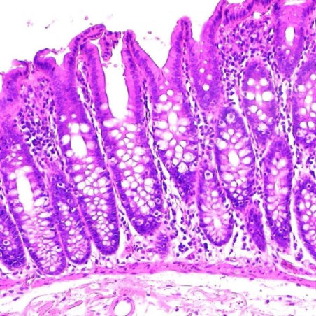MICROSCOPIO NIKON ECLIPSE Ei R BINOCULAR SET + ACCESSORI