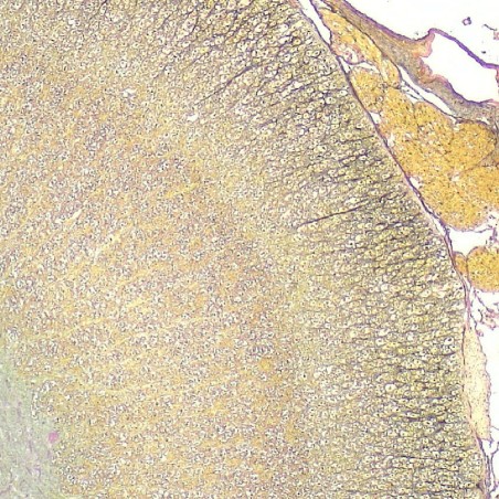 MICROSCOPIO NIKON ECLIPSE Ei R TRINOCULARE SET + CAMERA + ACCESSORI