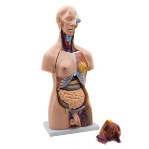 Torso Umano Maschile/Femminile - Altezza 85 - 38 Parti 2