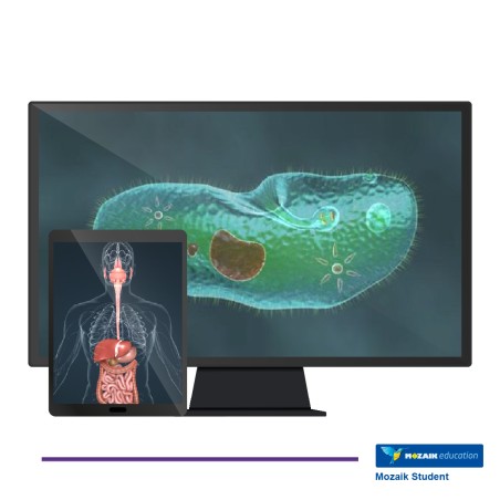 Mozaik STUDENT– Licenza Utente/Studente - Abbonamento 3 Anni – Multipiattaforma – Inclusa XR...